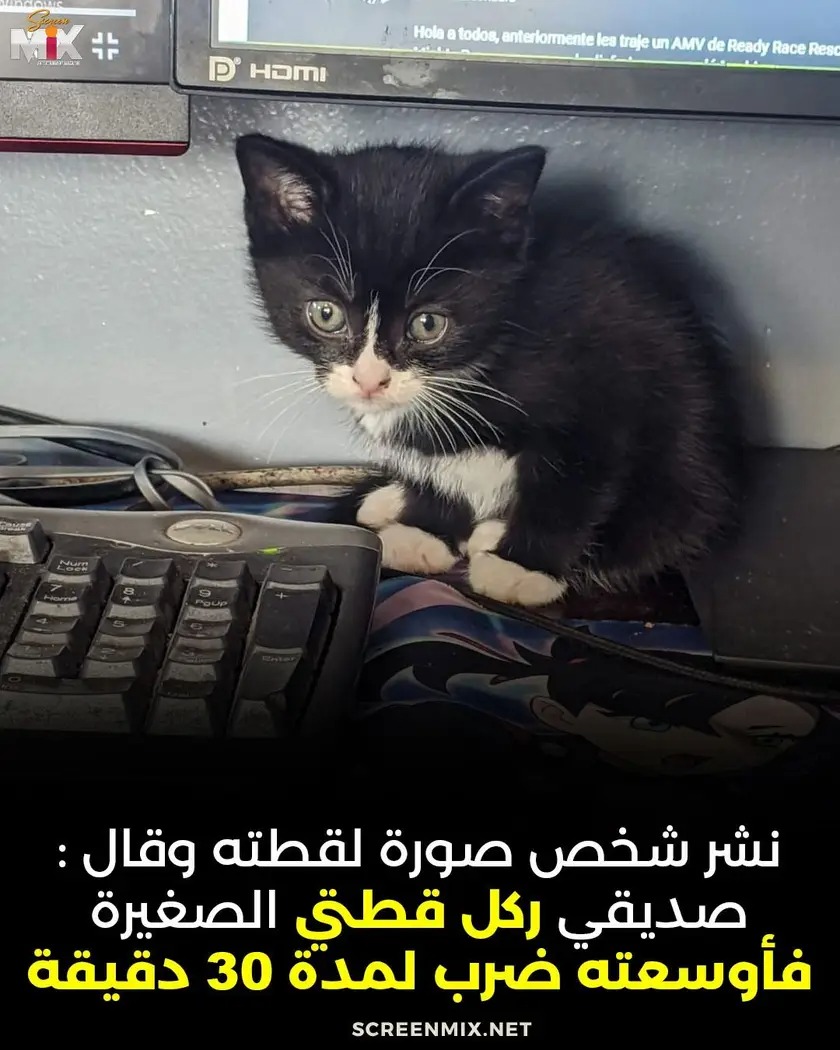 صديقي ركل قطتي فاوسعته ضربا 30 دقيقة