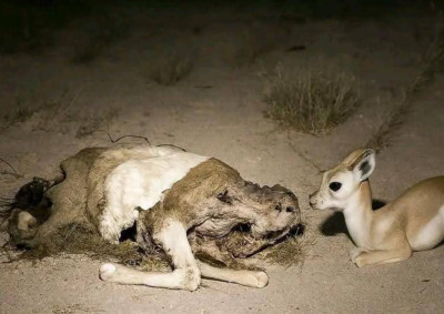 غزال صغير كان يختفي في الليل و يظهر في الصباح!