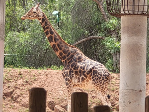 حديقة تمارة - زرافة