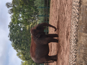 فيل بحديقة تمارة