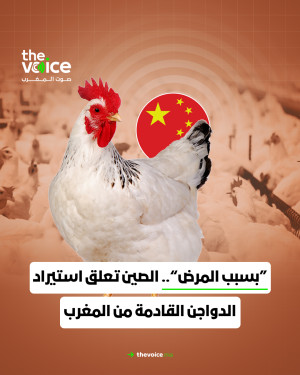 الصين توقف إستيراد الدجاج المغربي بسبب فيروس قوي