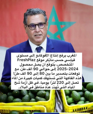 المغرب يرفع إنتاج الافوكادو لمستوى قياسي وهو 90 مليون طن