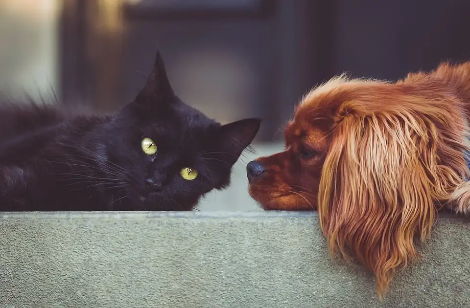 La cohabitation entre chien & chat