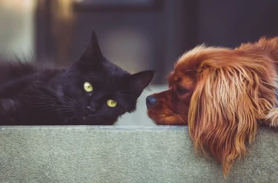 La cohabitation entre chien & chat