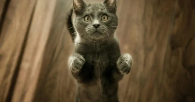 La communication féline