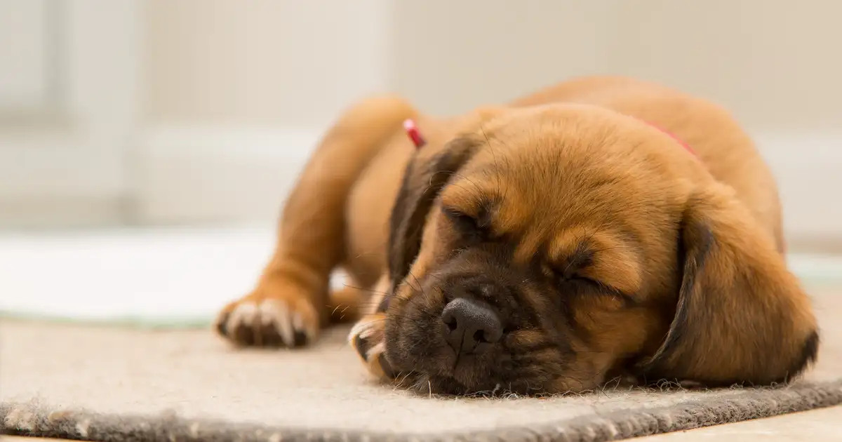 L'arrivée d'un chiot à la maison