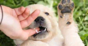 Les mordillements chez le chiot