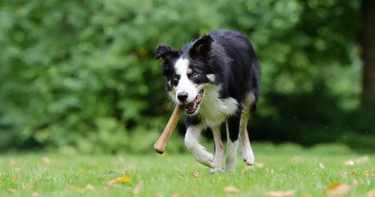 Les besoins du chien