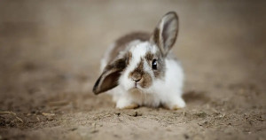 Mon lapin est peureux, que faire ?