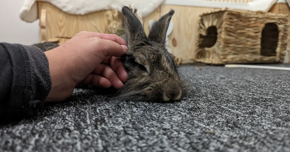 Comment caresser mon lapin ?