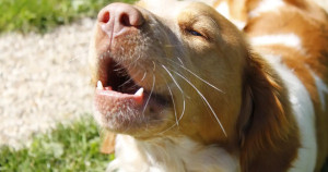 Pourquoi mon chien aboie ?