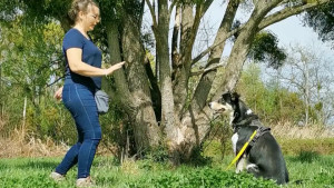 TUTO "pas bouger" avec un chien