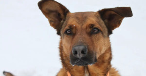 Les questions à se poser avant d'adopter un animal