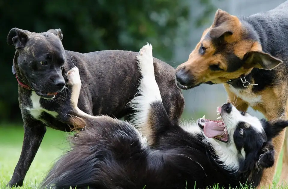 La communication chez les chiens