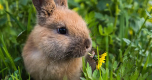 L'alimentation du lapin