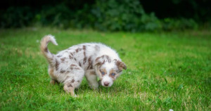 La propreté chez le chiot