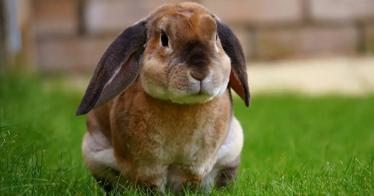 Mon lapin au jardin, bonne ou mauvaise idée ?