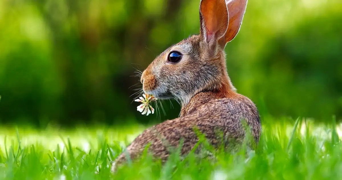 Les besoins du lapin