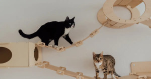 La catification, c'est quoi ?