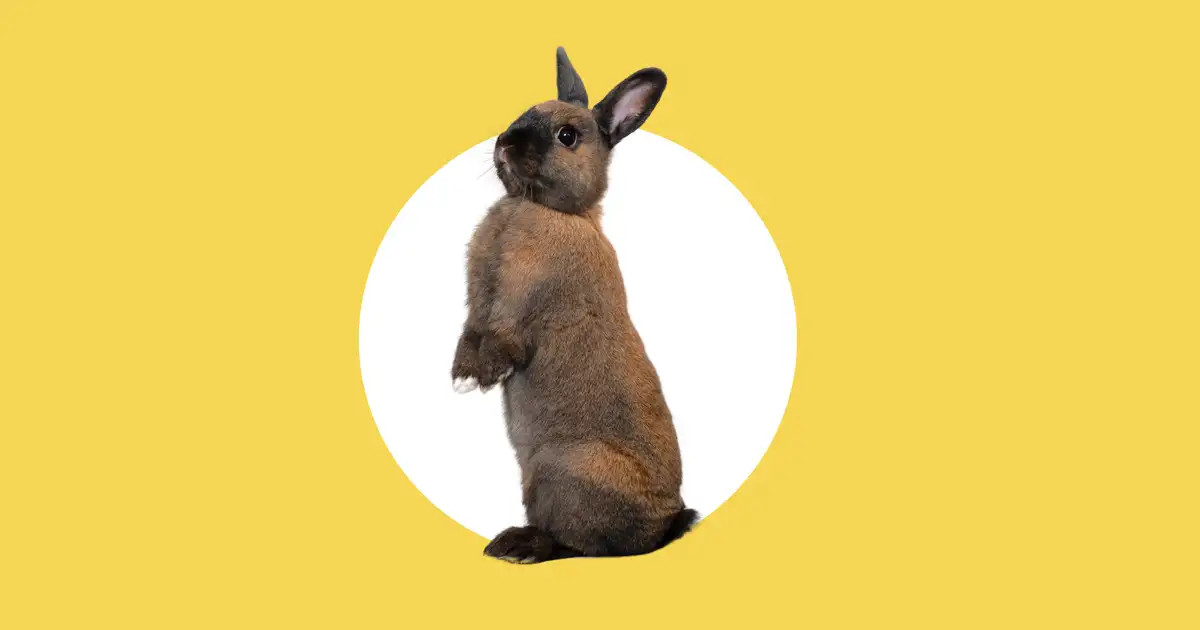 Apprendre des petits tours à son lapin