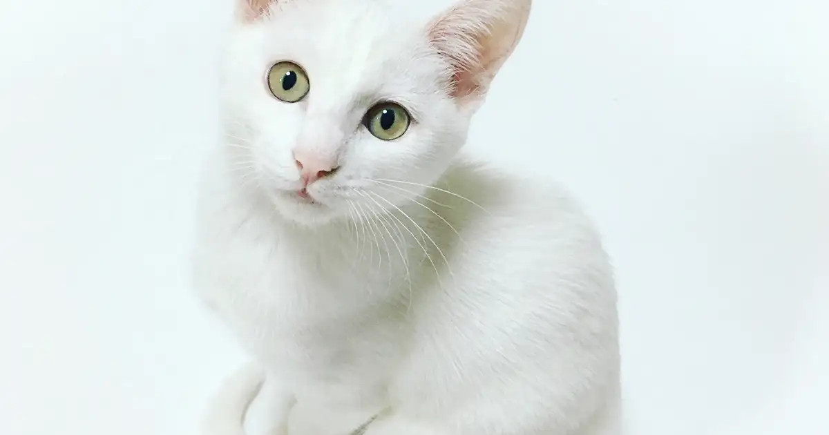 Pourquoi mon chat fait ses besoins en dehors de la litière ?