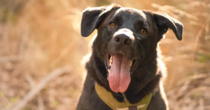 L'éducation positive, c'est quoi ?