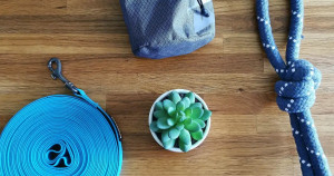 Quel matériel pour éduquer un chien ?