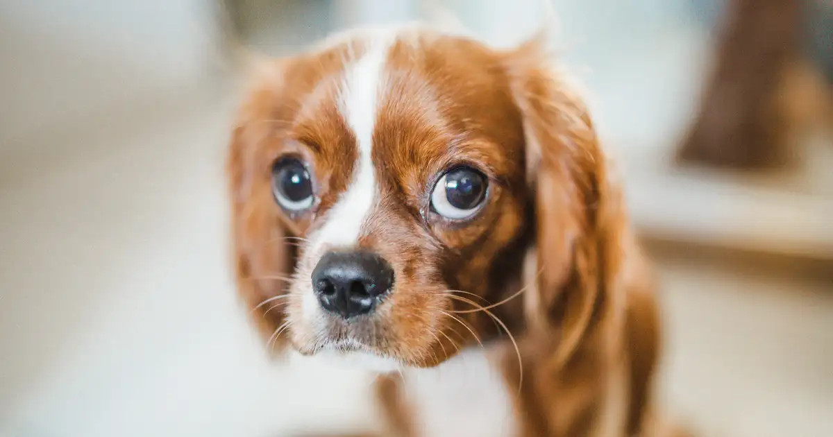Mon chien sait-il qu'il a fait une bêtise ?