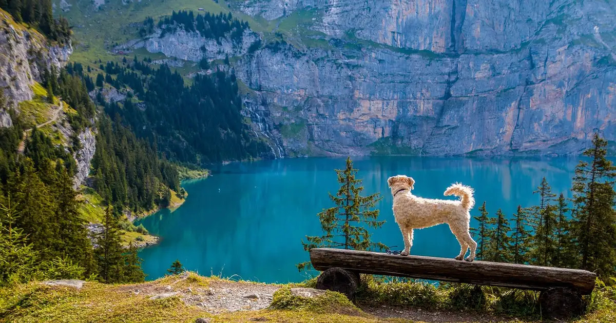 Que faire de mon animal pendant les vacances ?
