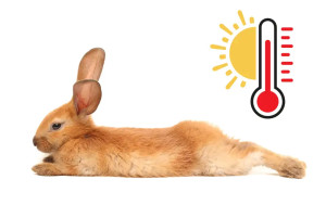 Lapin & chaleur : astuces