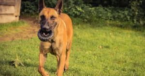 11 astuces pour avoir un bon rappel avec son chien