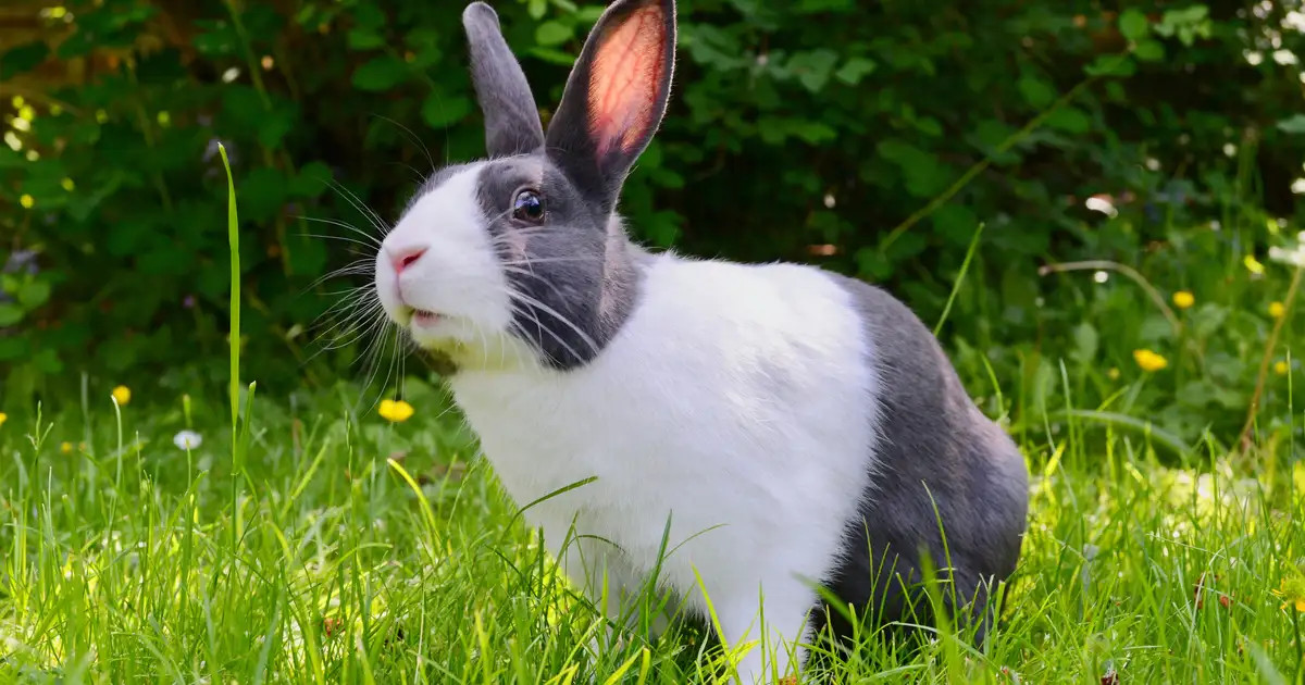 Les sens du lapin