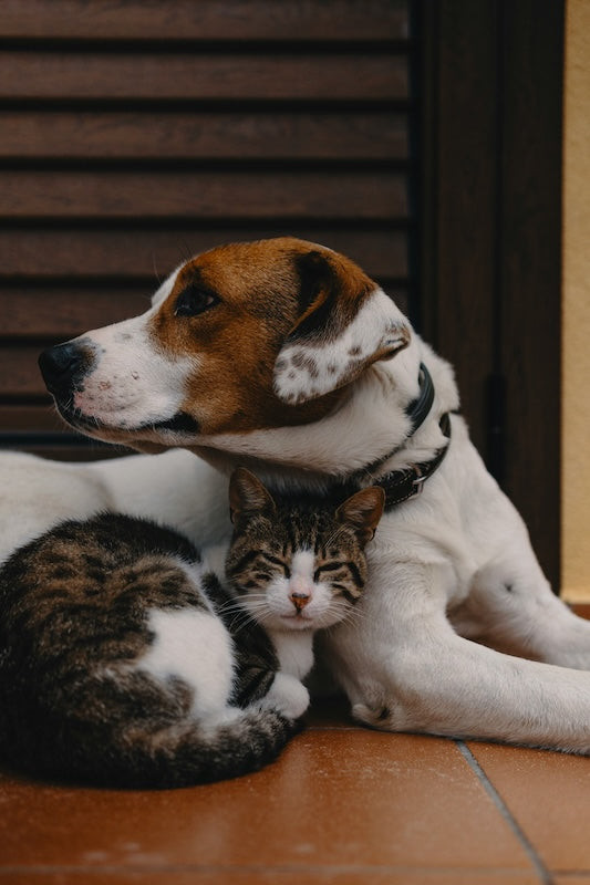 Compléments alimentaires pour chiens et chats : à quel moment en donne