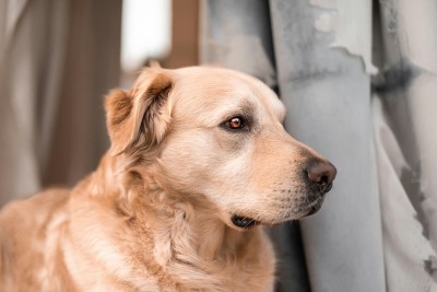 Otites chez le chien : comment les soigner