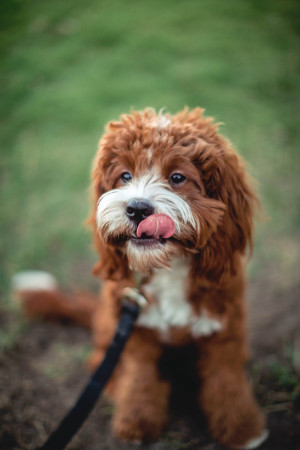 Mon chien a une tique, que faire ? – Naturopets