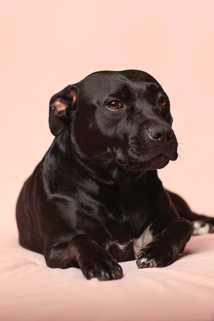 La dépression chez le chien : quels sont les signes ?
