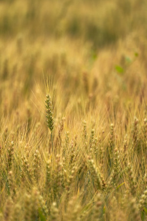 Les épillets : comment protéger son chien ?