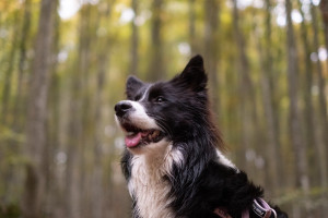 Interview de Florence Masselot, naturopathe animalier