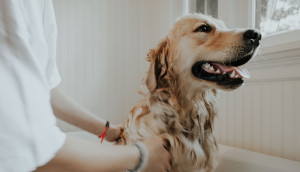 4 ingrédients à éviter dans les shampoings pour chien