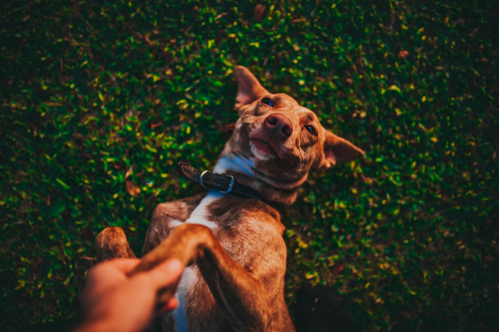 Curcuma chien : quels sont ses bienfaits ? | Naturopets