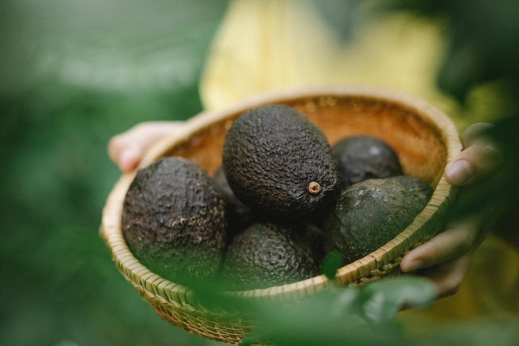 Pourquoi l'avocat est dangereux pour votre chien ? 🥑 