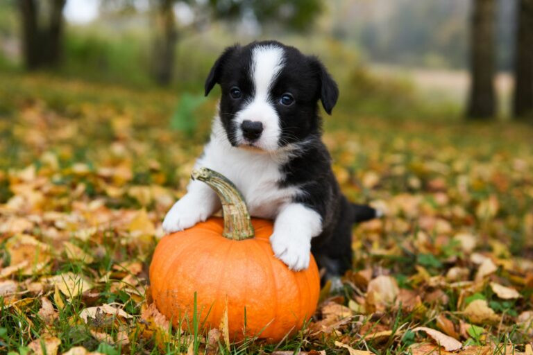 Quels sont les bienfaits de la citrouille pour le chien ? 🎃