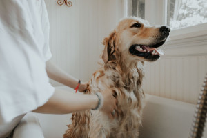 Faut-il laver son chien régulièrement ? 💦
