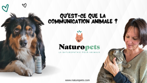 Qu'est-ce que la communication animale ?