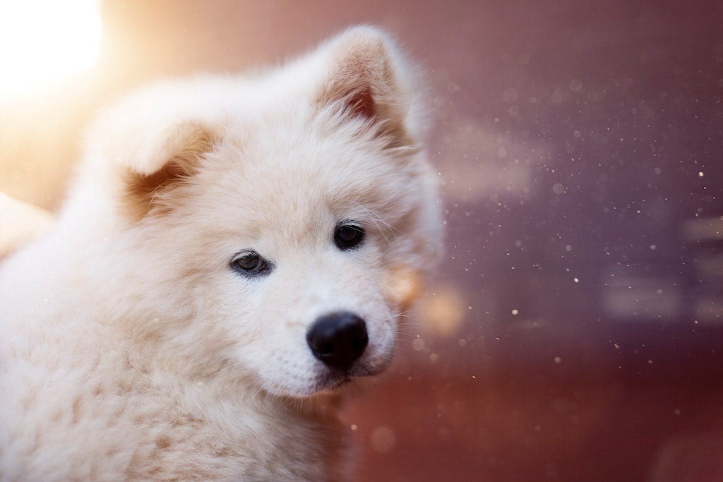 Comment nettoyer les oreilles de son chien naturellement | Naturopets