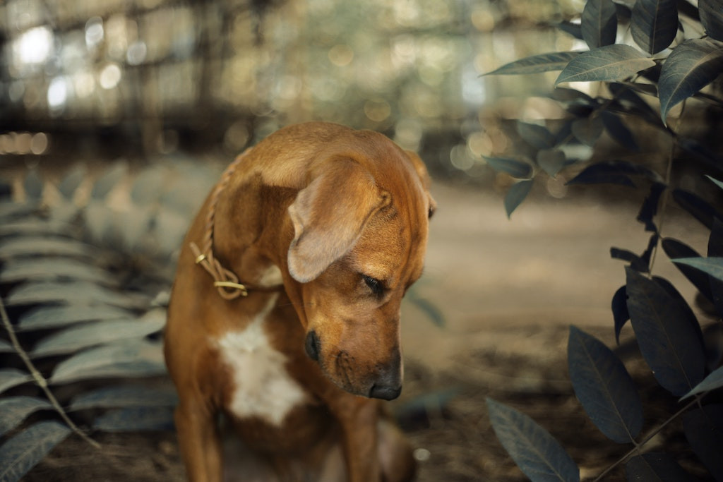 Comment vermifuger mon chien naturellement ? | Naturopets