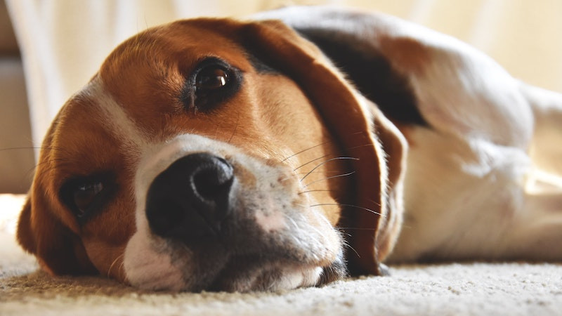 Comment soigner naturellement une conjonctivite chez le chien ?