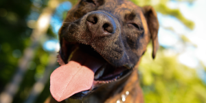 Nouveau : Le Baume Réparateur pour Chien ! 🎉