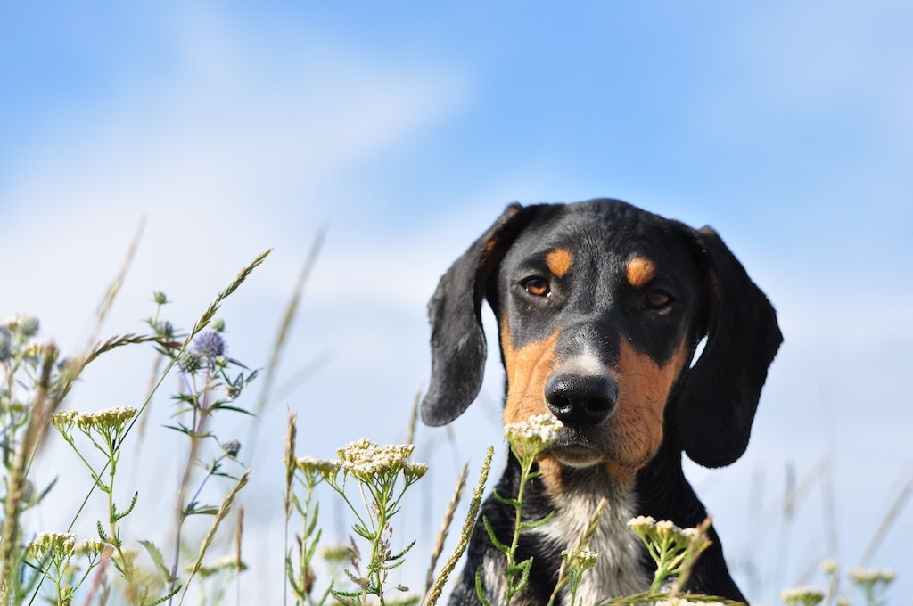 Pourquoi consulter un naturopathe animalier ?