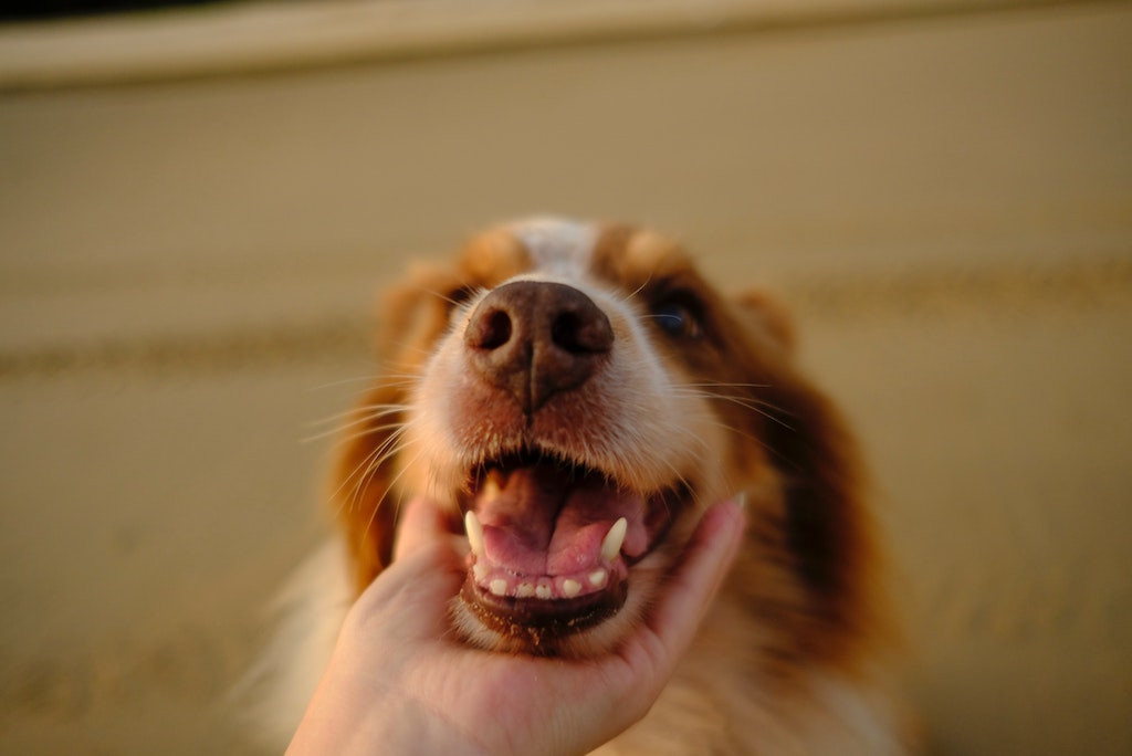 Tout savoir sur les soins dentaires de votre chien